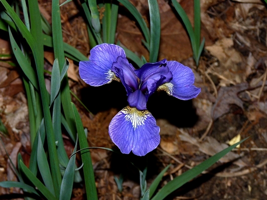 {Iris prismatica}